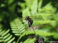 03575 - Dragonfly.jpg